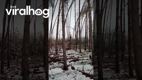 Tree Trunks Begin Snapping after Ice Storm || ViralHog