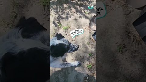 Dog Barks at Mysterious Wheelbarrow || ViralHog
