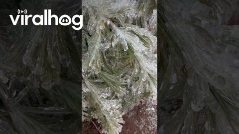 Ice Storm Coats Trees In Frozen Layer || ViralHog
