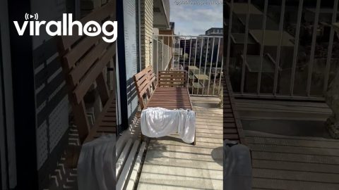Fluffy Cat Soaks Up The Sun || ViralHog