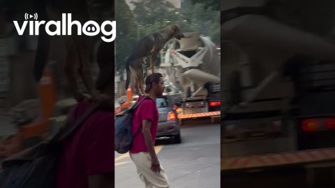Dog Crosses Busy Street Balancing On Owner's Shoulders And Head || ViralHog
