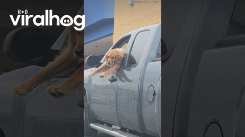 Goofy Golden Reaches Out of Pickup Window || ViralHog
