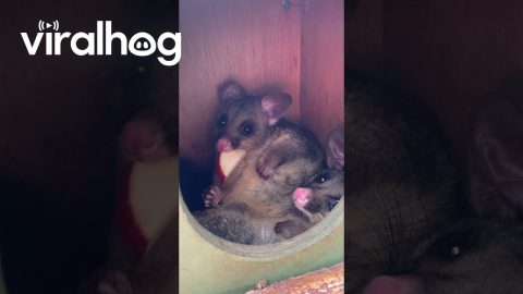 Arborist Feeds Brushtail Possums || ViralHog