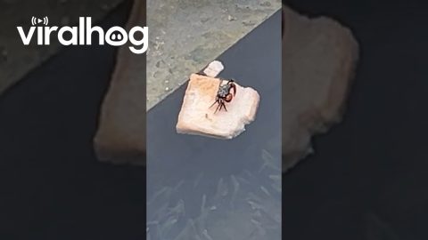 Crab Snacks On Bread Boat || ViralHog