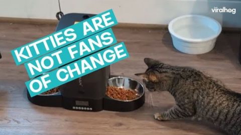Cats Don't Trust The New Automatic Feeder || ViralHog