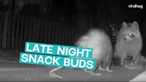 Raccoon and Opossum Share Midnight Snack || ViralHog