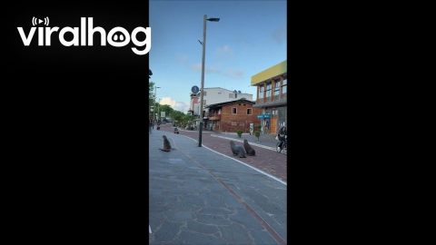 Galápagos Sea Lions Run Down Street || ViralHog