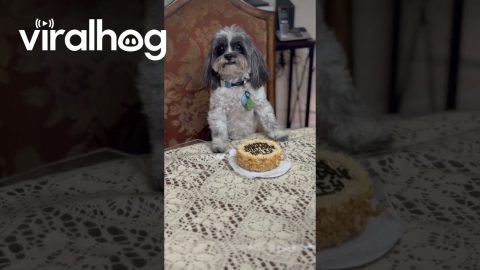Bailey the Birthday Girl || ViralHog