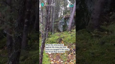 Breathing Forest Floor || ViralHog