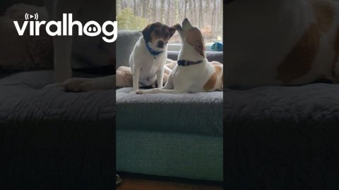 Dog Chews On Friend's Delicious Ear || ViralHog