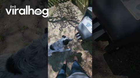 Dog Barks at Mysterious Wheelbarrow || ViralHog