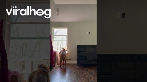 Dog Lets Himself Out the Window || ViralHog