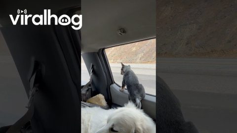 Curious Puppy Falls Out Of Parked Car Window || ViralHog