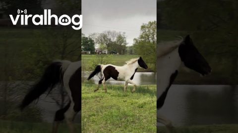 Horse Confused By Hooded Stranger That Sounds Like Mom || ViralHog