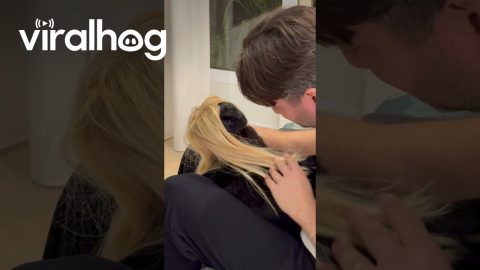Black Cat Loves Blonde Wig || ViralHog