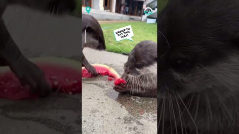 Messy Otters Eat Watermelon || ViralHog
