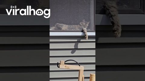 Cat Cuts Arm Hole In Window Screen || ViralHog