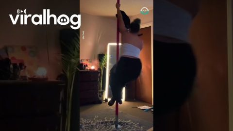 Cat Joins Owner In Pole Dancing || ViralHog