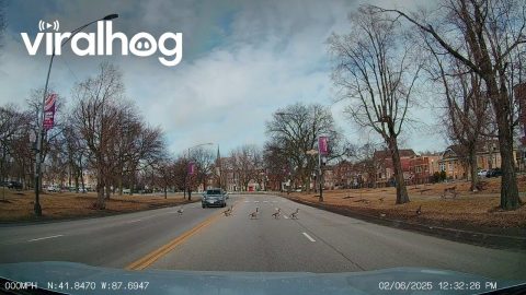Family of Geese Cross Very Slowly the Street || ViralHog