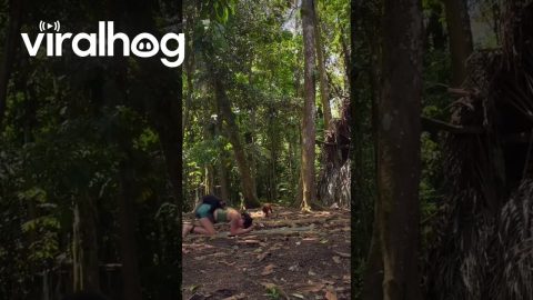 Woman Practices Yoga While a Monkey Clings to Her || ViralHog