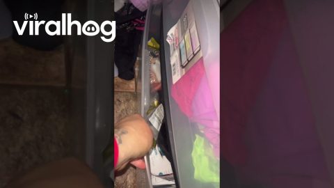 Cat Hides Inside Drawer Of Messy Closet || ViralHog