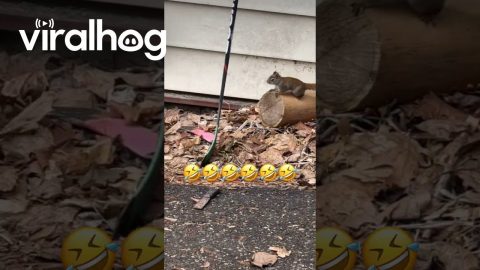 Squirrel Rushes To Hide Nuts In Boot || ViralHog