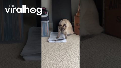 Cat Outsmarted By Paper Stack || ViralHog