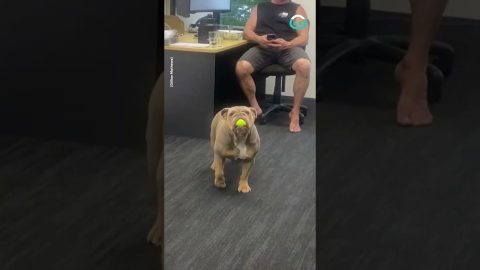 Office Dog Yeets Ball || ViralHog