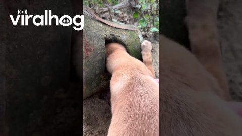 Man Breaks Pot To Save Stuck Puppy || ViralHog