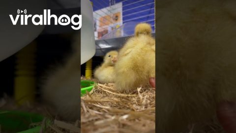 Sassy Duckling Pecks Everything || ViralHog
