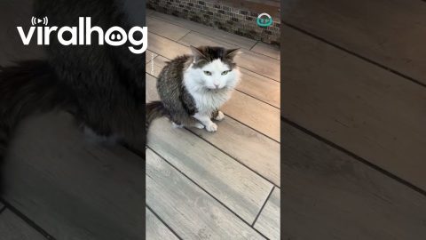 Local Bodega Meownager || ViralHog