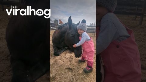 Giving a Horse Hug || ViralHog