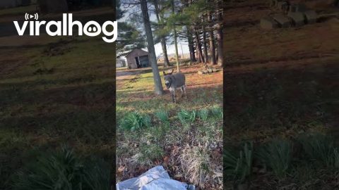 Back Talking Beck The Donkey || ViralHog