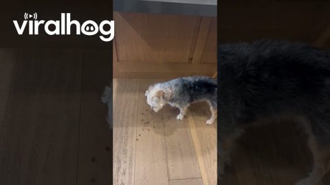 Dog Prioritizes Walk Over Kibble || ViralHog