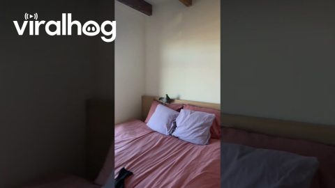 Pigeon Can't Find the Exit || ViralHog