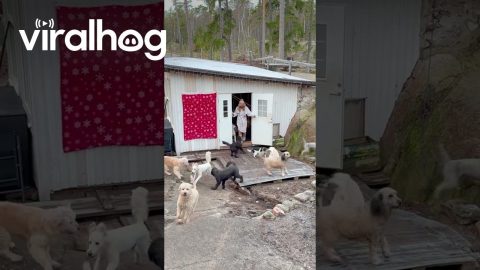 Morning Release of Goldendoodles From Playhouse || ViralHog