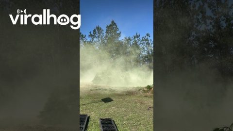 Fallen Tree Releases Huge Cloud of Pollen || ViralHog