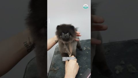 Puppy Dances While Getting A Haircut || ViralHog