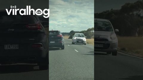 Dog Barking at Cars Passing By || ViralHog