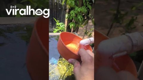 Thirsty Faucet Drinks Up Water || ViralHog