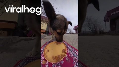 Feeding Stray Animals Using a "Magic Carpet" || ViralHog