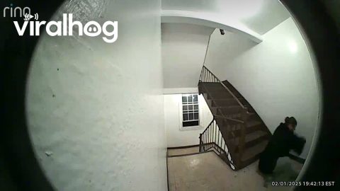 Nosey Neighbor Immediately Falls || ViralHog
