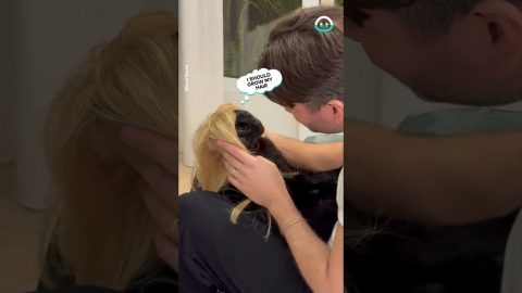 Black Cat Loves Blonde Wig || ViralHog
