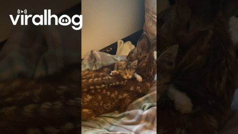 Barn Kitten Comforts Orphaned Fawn || ViralHog