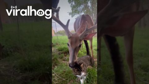 Cat Loves on Velvety Buck || ViralHog