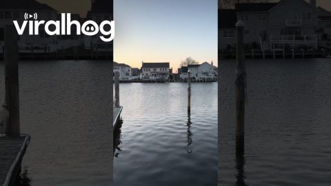 Hissy the Swan Swims Over to His Friend || ViralHog
