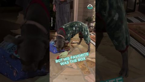 Pitbull In PJs Opens Christmas Presents || ViralHog
