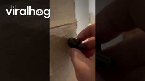 Is This Cardboard Door Up to Code? || ViralHog