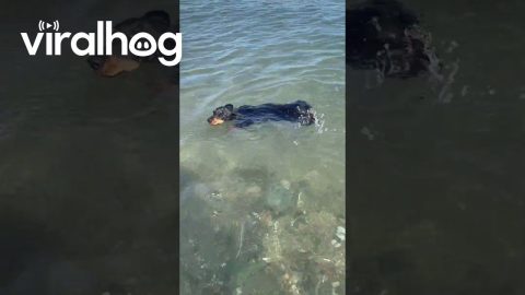 Dachshund's Propeller Tail in Turbo Mode || ViralHog