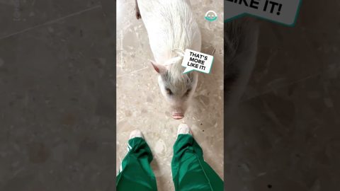 Pig Doesn't Approve Blue Pants || ViralHog